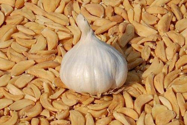 Garlic